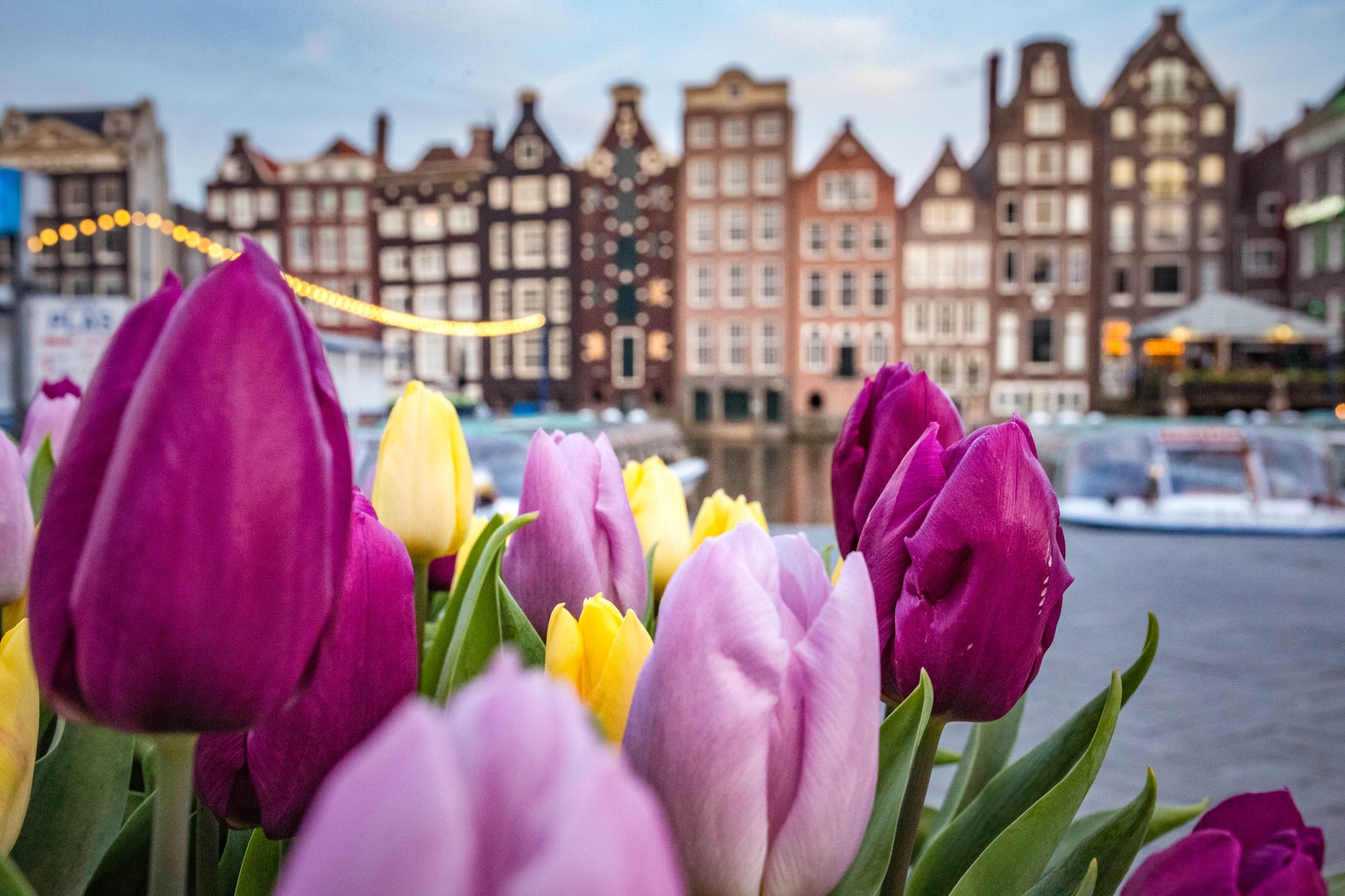 Amsterdam tulipaner