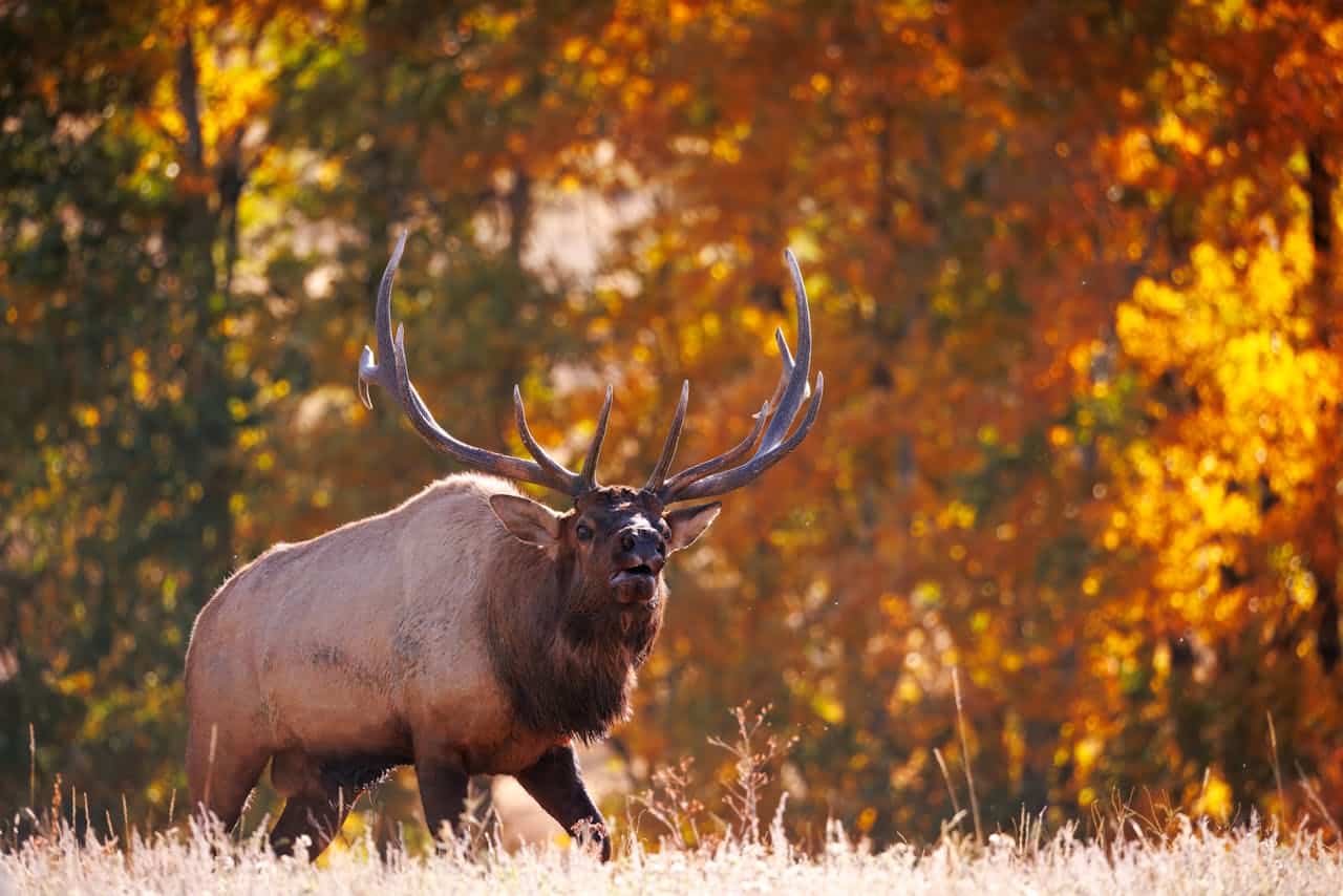 luksusferie til Aspen USA