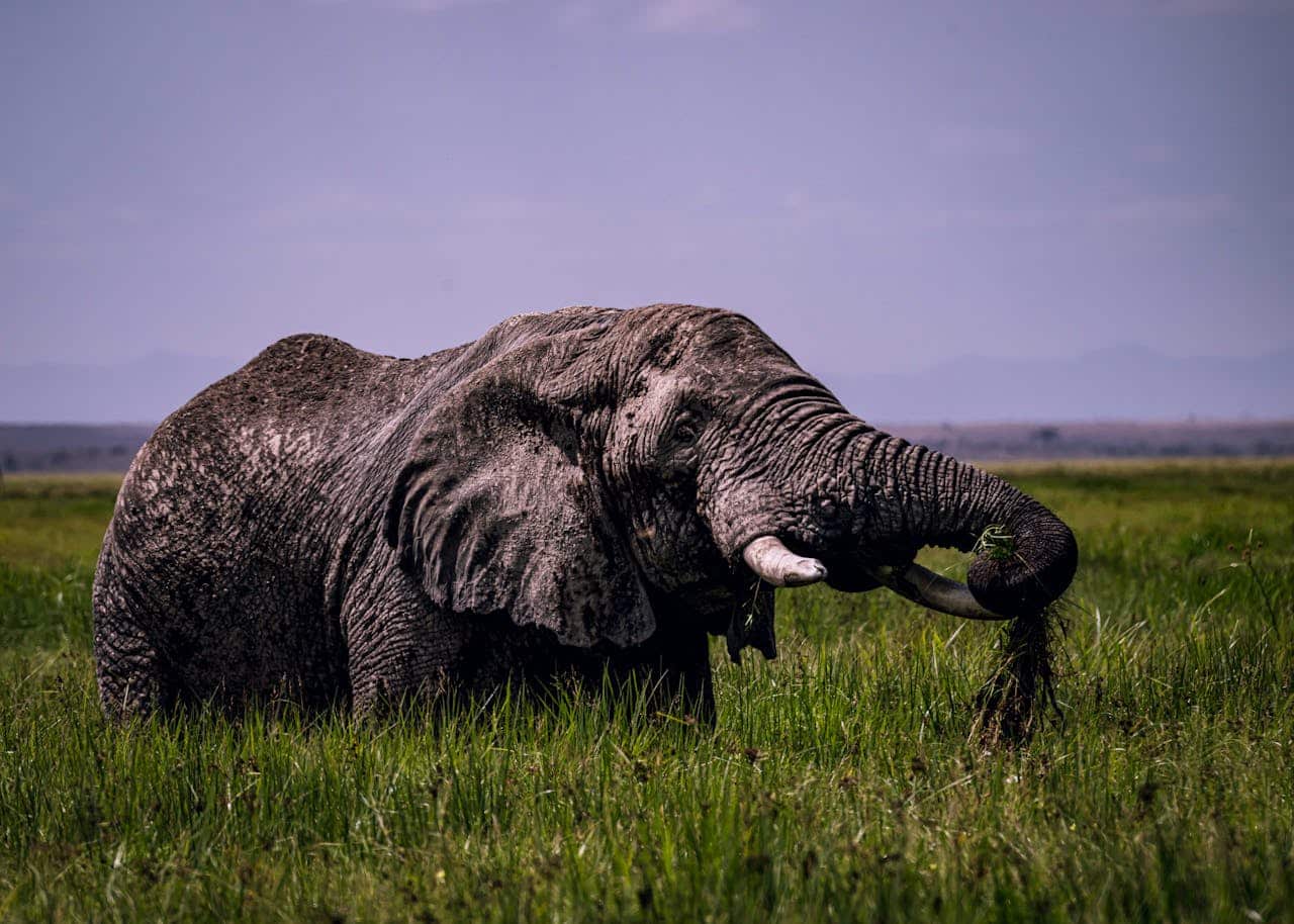 Serengeti luksusferie safari