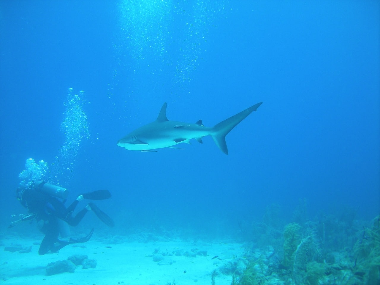 hai i bahamas karibien