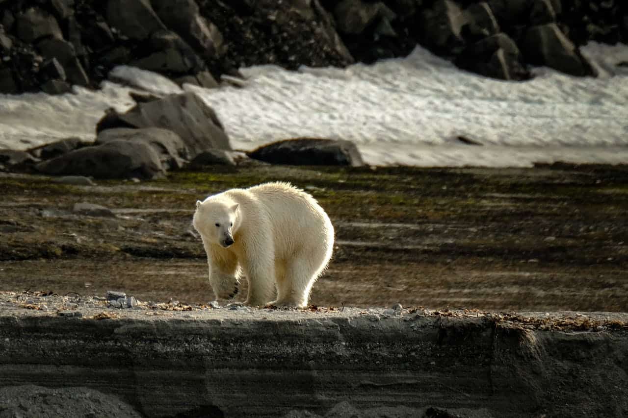 Isbjørnsafari på Svalbard