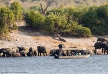 Safari i Afrika – en luksuriøs vinterreise utenom det vanlige Safari i Serondela, Lodge safari, flodhester, elefanter, Båtsafari på Chobe-elven med rikt dyreliv rundt Serondela Lodge.