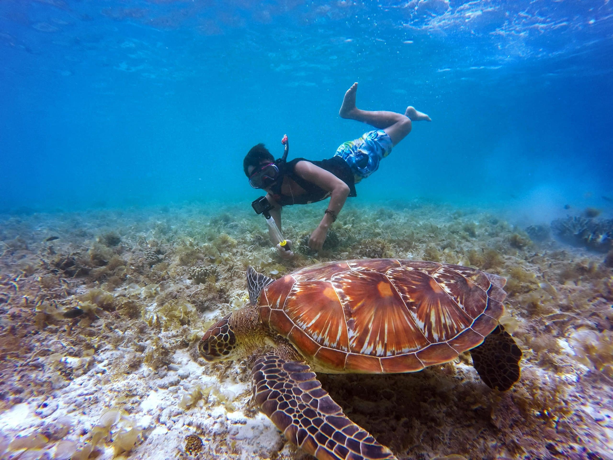Snorkling med skilpadder i Tobago Cays, luksuseferie i Karibien