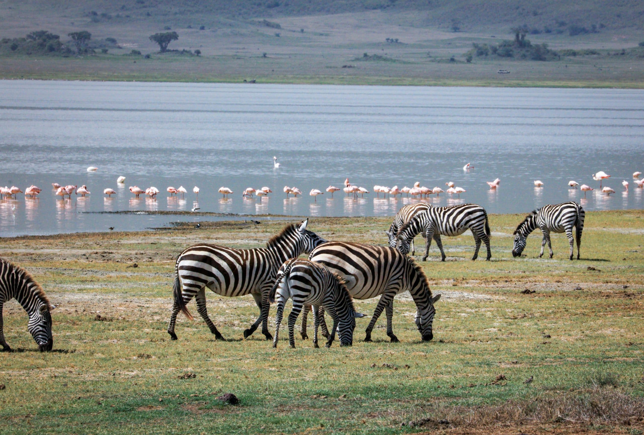 Safari i Tanzania, rikt dyreliv, zebraer, fugler 