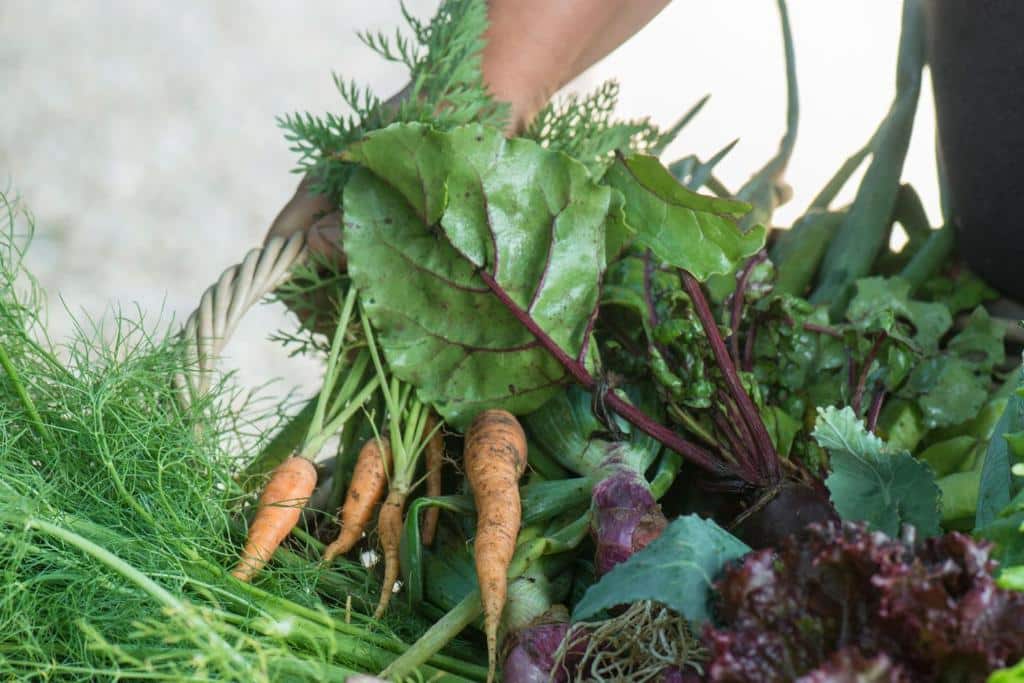 Ferske, økologiske grønnsaker høstet fra kjøkkenhagen på Borgo Santo Pietro i Toscana – en del av gårdens farm-to-table-filosofi og bærekraftige luksusopplevelse.