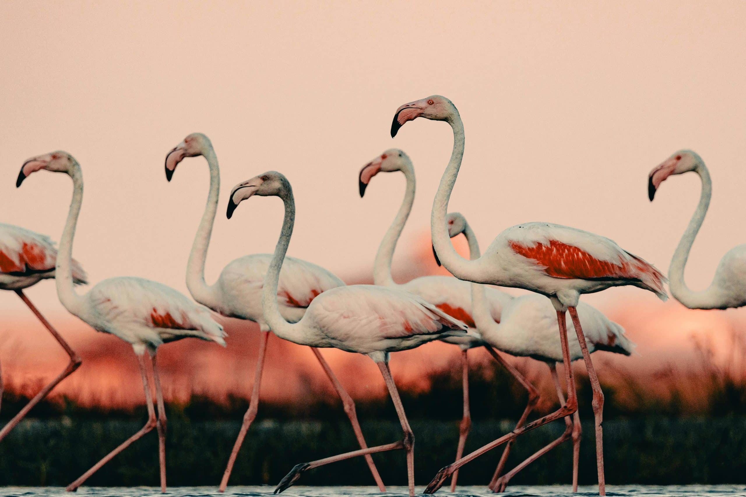 Flamingoer i det grunne vannet ved Laguna Rosa i Torrevieja på Costa Blanca
