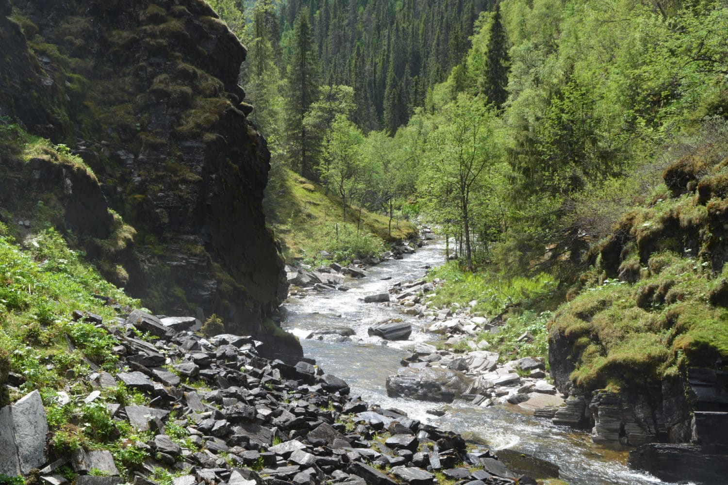 Grønn dal med elv og frodig skog nær Rondane nasjonalpark – naturopplevelser ved Spidsbergseter.