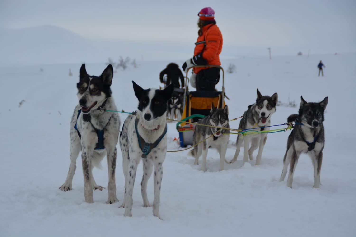 Hundekjøring Spidsbergseter Resort Rondane