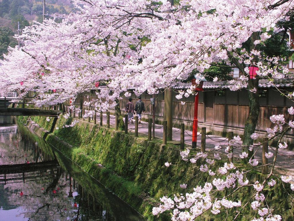 Kirsebærtrær i full blomstring langs en kanal ved Nishimuraya Honkan i Japan, med tradisjonelle trebygninger og rolige spaserturer under sakura-sesongen.