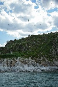 Sjøfugler som flyr over dramatiske klipper langs Irlands Atlanterhavskyst