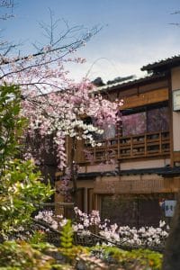 Tradisjonell japansk trebygning omgitt av blomstrende kirsebærtrær i en rolig gate, med klassisk arkitektur og vårstemning i historisk bymiljø.